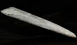 Fossil Marlin (Swordfish) Rostrum - Miocene #45960-2